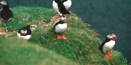 Puffin