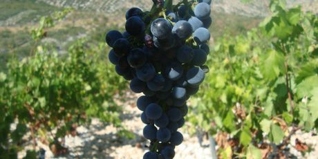 Vina od Davnina - 4