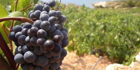 Vina od Davnina - 6