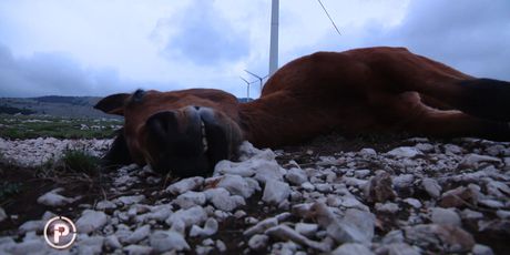 Konji umiru u teškim patnjama (Foto: Provjereno)