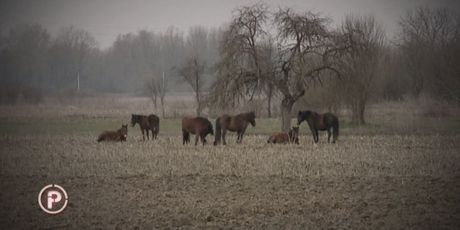 Problem konja koji lutaju cestama dok njihovi vlasnici dobivaju poticaje ne rješava se godinama (Foto: Dnevnik.hr) - 2