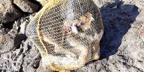 Na porečkoj plaži pronađen mrtav psić u vreći za krumpire (Foto: Facebook/Dnevna dora Porečana) - 2