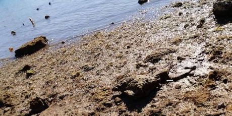 Na porečkoj plaži pronađen mrtav psić u vreći za krumpire (Foto: Facebook/Dnevna dora Porečana) - 3