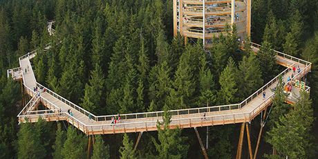 Treetop Walk Pohorje - 1