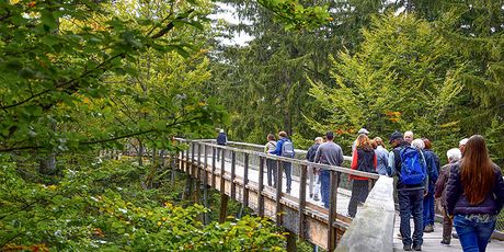 Treetop Walk Pohorje - 2