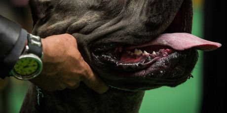 Ilustracija, cane corso (Foto: Getty Images)