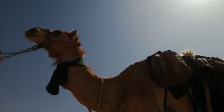 Rub al Khali - 8