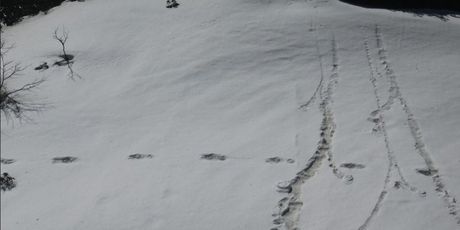 Stope u snijegu (Foto: Twitter/indijska vojska)1