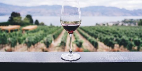 Vino
