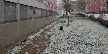 Snijeg u Zagrebu - 5