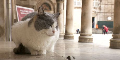 Mačka u Dubrovniku