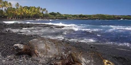 Glavate želve sve se više gnijezde - 3