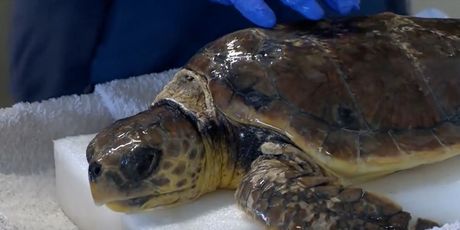 Glavate želve sve se više gnijezde - 6