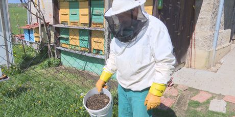 Novi pomor pčela u Međimurju - 1