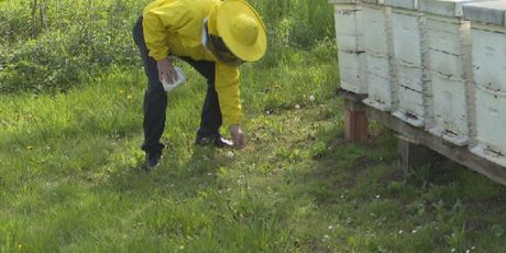 Novi pomor pčela u Međimurju - 4