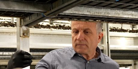 Nikola Andričić, proizvođač gljiva