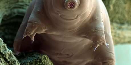 Tardigrada