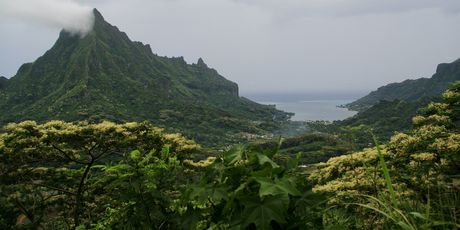 Mooreu i Tahiti - 39