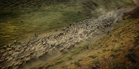 Turski pastiri u proljeće u Tatvanu - 5