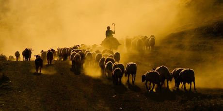 Turski pastiri u proljeće u Tatvanu - 7