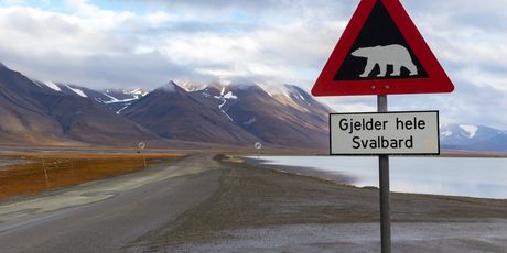 Opasnost od polarnih medvjeda na Svalbardu