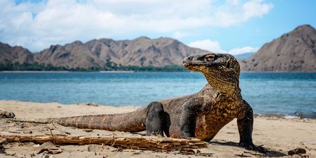 Komodo - 1