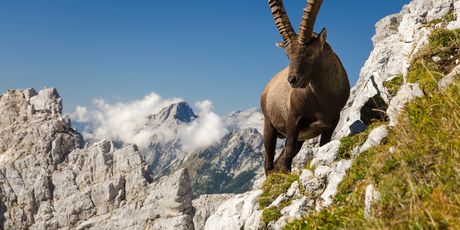 Triglav - 1