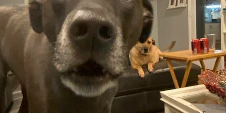 Šašavi ljubimci - 33