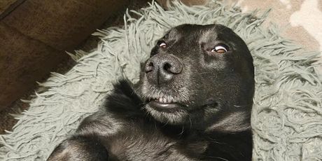 Šašavi ljubimci - 34