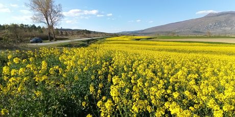 Zlatna polja u Istri - 2