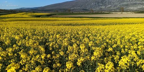 Zlatna polja u Istri - 4