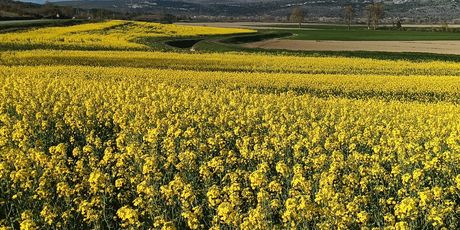 Zlatna polja u Istri - 5