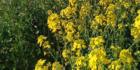 Zlatna polja u Istri - 6