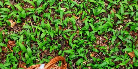 Dan medvjeđeg luka - 2