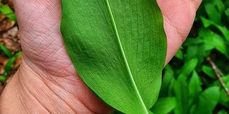 Dan medvjeđeg luka - 3