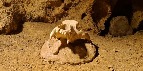 Špilja Veternica - 20