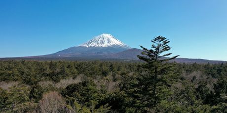 Aokigahara - 2