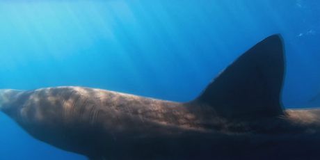 Golema psina kod Istre - 1