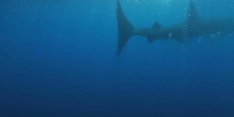 Golema psina kod Istre - 2