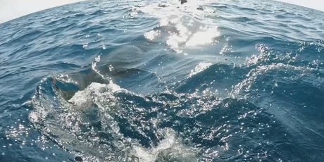 Golema psina kod Istre - 3