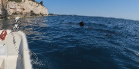 Golema psina kod Istre - 4