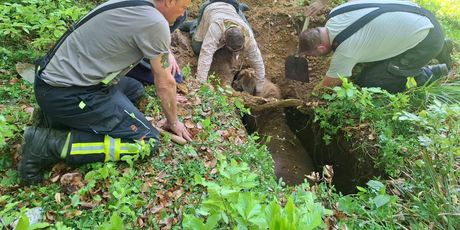 Izvlačenje kobile iz jame