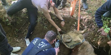 Izvlačenje kobile iz jame