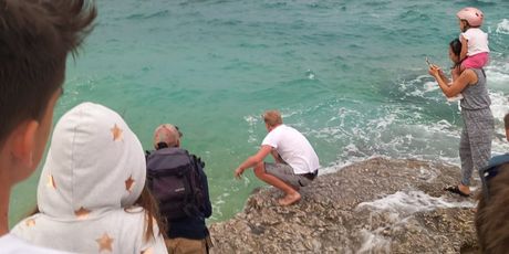 Puštanje glavate želve natrag u more nakon liječenja