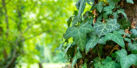 Bršljan (Hedera helix)
