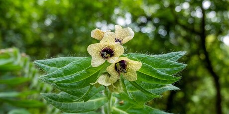 Bunika (Hyoscyamus niger)