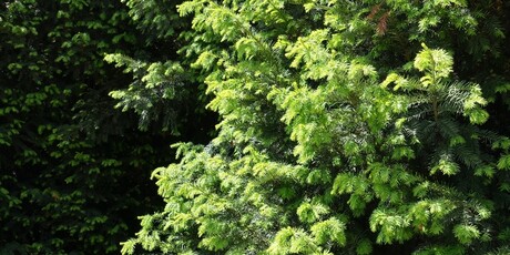 Tisa (Taxus baccata)