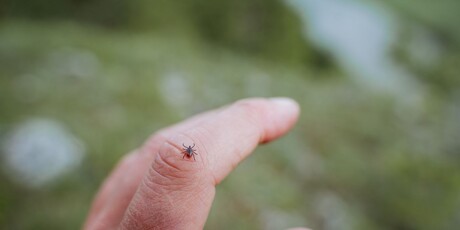 Najopasnije životinje u Hrvatskoj - 4