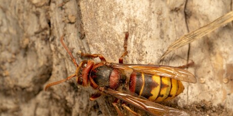 Najopasnije životinje u Hrvatskoj - 5