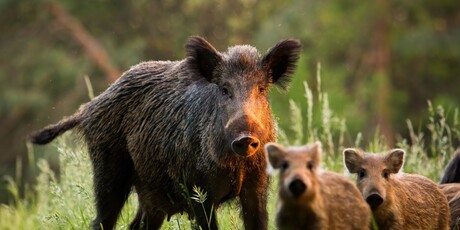 Najopasnije životinje u Hrvatskoj - 6